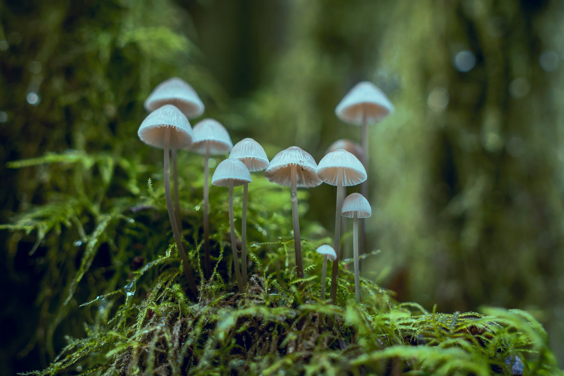 mushrooms on a mossy log