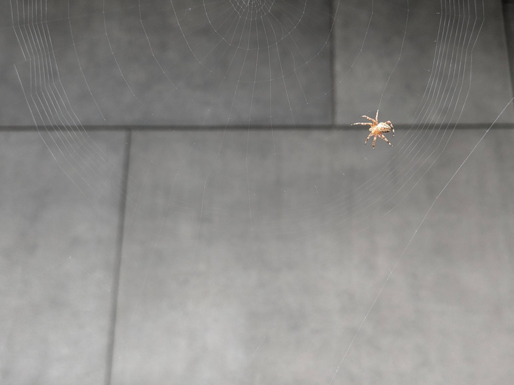 A stone wall with a faint spider web and spider on top.